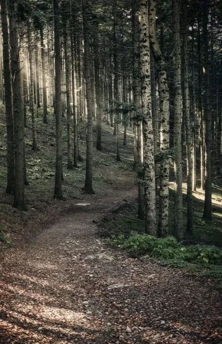Framed Print : Path in the woods with sun light filtering through the trees, Dardagna Waterfalls