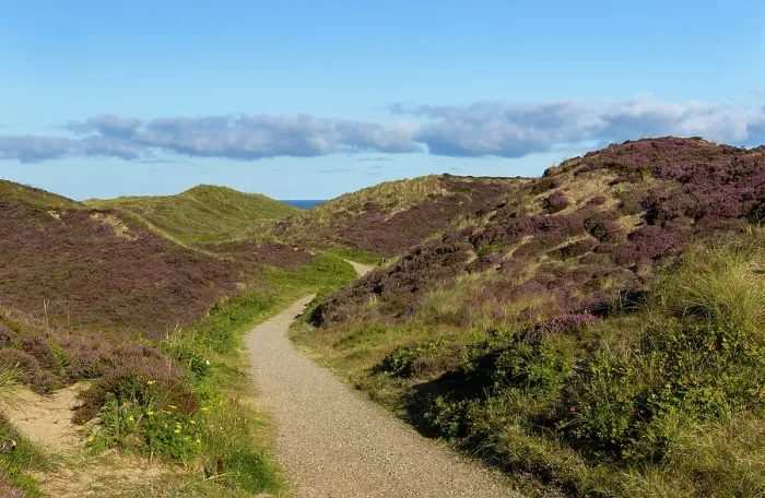 Framed Print : Pathway through heather and sand dunes, Kampen, Sylt, Schleswig Holstein, Germany, Europe Framed Print : Pathway through heather and sand dunes, Kampen, Sylt, Schleswig Holstein, Germany, Europe