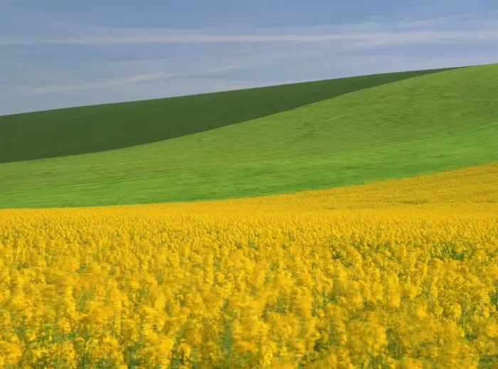 Framed Print : Patterned green and yellow agricultural landscape in spring with oil seed rape field in flower near Marcilly le Hayer, Aube Framed Print : Patterned green and yellow agricultural landscape in spring with oil seed rape field in flower near Marcilly le Hayer, Aube