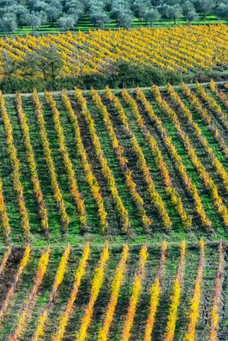 Framed Print : Patterned lines of vineyards in Autumnal colours in afternoon light Framed Print : Patterned lines of vineyards in Autumnal colours in afternoon light