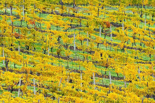 Patterned rows of yellow vines in Autumn, Panzano in Chianti, Tuscany, Italy, Europe