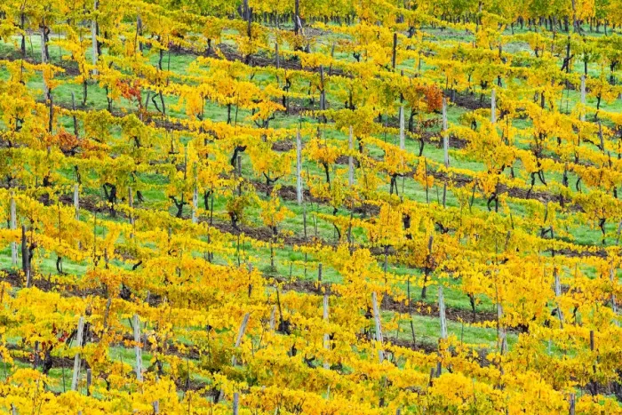 Framed Print : Patterned rows of yellow vines in Autumn, Panzano in Chianti, Tuscany, Italy, Europe Framed Print : Patterned rows of yellow vines in Autumn, Panzano in Chianti, Tuscany, Italy, Europe