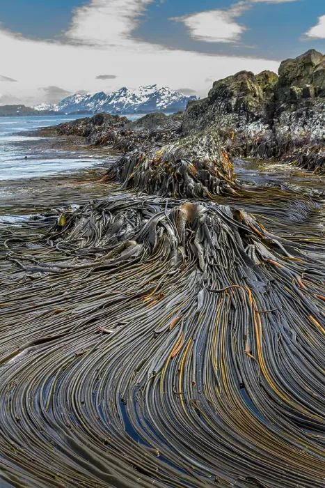 Framed Print : Patterns in the kelp at low tide on South Georgia Island, Southern Ocean Framed Print : Patterns in the kelp at low tide on South Georgia Island, Southern Ocean