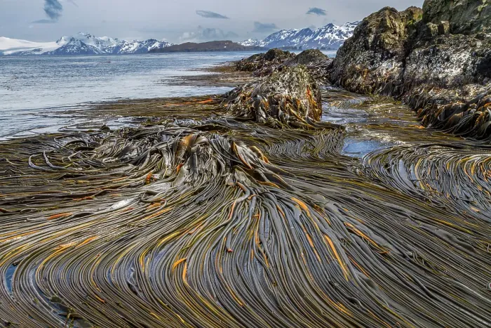 Framed Print : Patterns in the kelp at low tide on South Georgia Island, Southern Ocean Framed Print : Patterns in the kelp at low tide on South Georgia Island, Southern Ocean