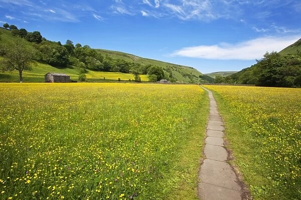 Paved footpath across buttercup meadows at Muker, Swaledale, Yorkshire Dales, Yorkshire, England, United Kingdom, Europe