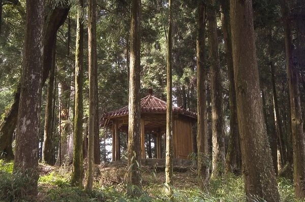 Pavilion in cedar forest