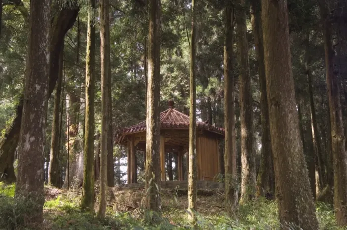 Framed Print : Pavilion in cedar forest Framed Print : Pavilion in cedar forest