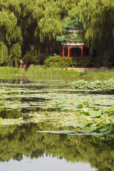 Framed Print : A pavilion among lily pads on a lake at Yuanmingyuan (Old Summer Palace) Framed Print : A pavilion among lily pads on a lake at Yuanmingyuan (Old Summer Palace)