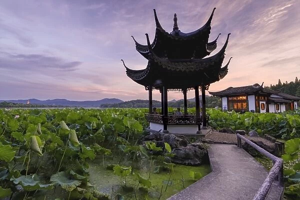 Pavilion, lotus field and zig zag bridge at West Lake, Hangzhou, Zhejiang, China, Asia