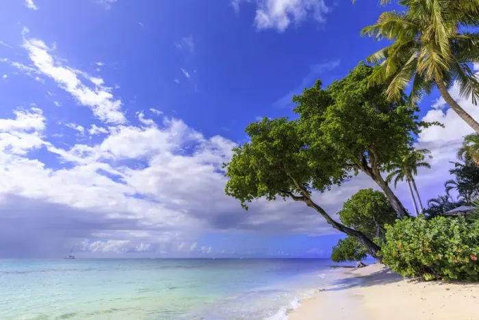 Framed Print : Paynes Bay, overhanging trees, fine pale pink sand beach, turquoise sea Framed Print : Paynes Bay, overhanging trees, fine pale pink sand beach, turquoise sea