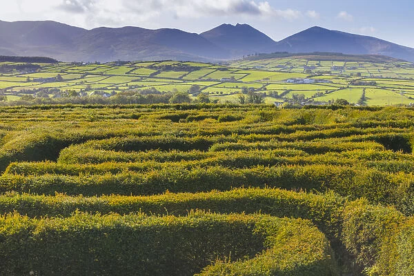 The Peace Maze, Castlewellan, County Down, Ulster, Northern Ireland, United Kingdom