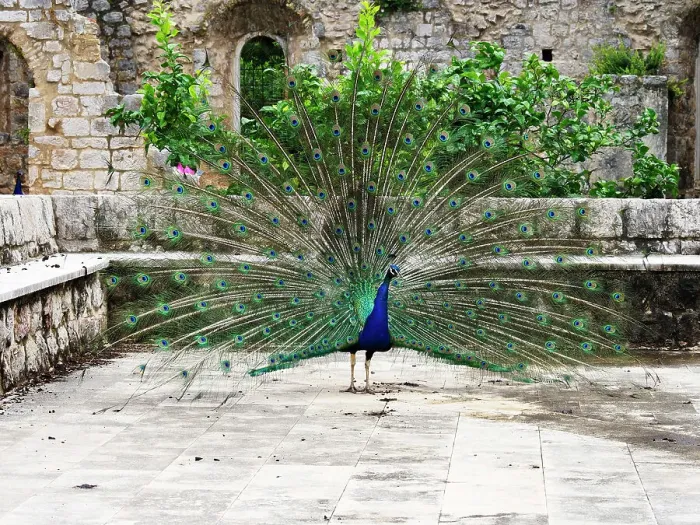 Framed Print : Peacock at the Benedictine Monastery, Lokrum, Croatia, Europe Framed Print : Peacock at the Benedictine Monastery, Lokrum, Croatia, Europe