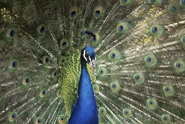 Peacock, Buchlovice, South Moravia, Czech Republic, Europe