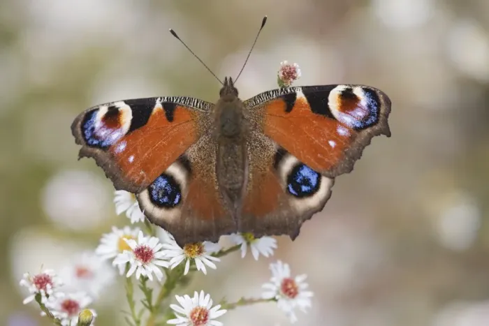 Framed Print : Peacock butterfly (Inachis io), resting on garden flowers, Wallington Hall garden Framed Print : Peacock butterfly (Inachis io), resting on garden flowers, Wallington Hall garden