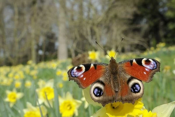 Peacock butterfly (Inachis io) on Wild daffodil (Narcissus pseudonarcissus), Wiltshire, England
