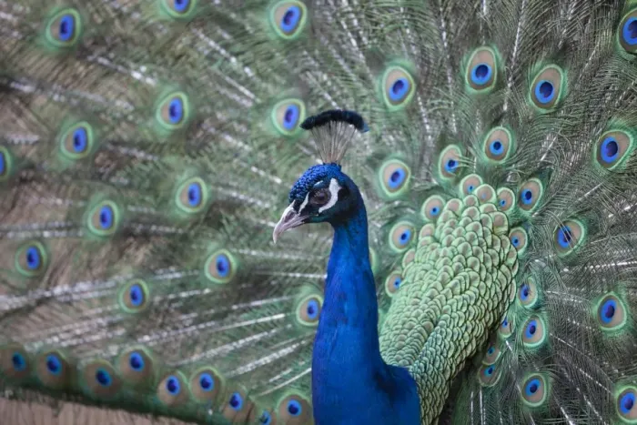Framed Print : Peacock, Cotswold Wildlife Park, Costswolds, Gloucestershire, England, United Kingdom, Europe Framed Print : Peacock, Cotswold Wildlife Park, Costswolds, Gloucestershire, England, United Kingdom, Europe