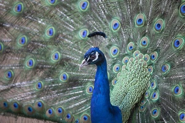 Peacock, Cotswold Wildlife Park, Costswolds, Gloucestershire, England, United Kingdom, Europe