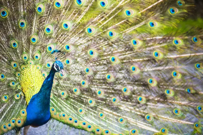Framed Print : Peacock, Dartmoor, Devon, England, United Kingdom, Europe Framed Print : Peacock, Dartmoor, Devon, England, United Kingdom, Europe