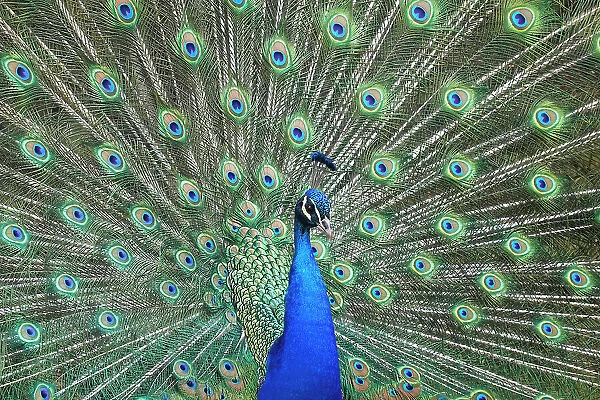 Peacock in the gardens of Schloss Ambras, a Renaissance castle and palace located in the hills above Innsbruck, Austria, Europe