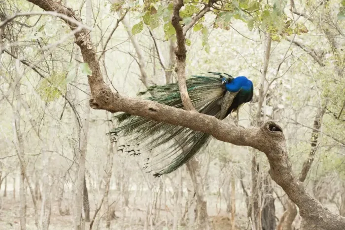 Framed Print : Peacock (Indian peafowl) (Pavo cristatus), Ranthambhore, Rajasthan, India, Asia Framed Print : Peacock (Indian peafowl) (Pavo cristatus), Ranthambhore, Rajasthan, India, Asia