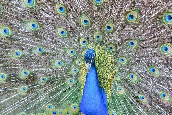 Peacock (Pavo Cristatus), Sequim, Olympic Peninsula, Washington, United States of America