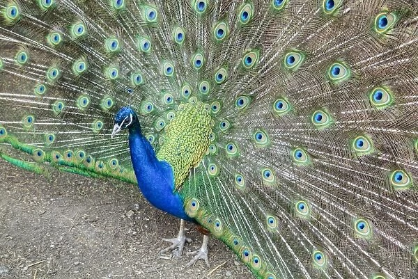 Peacock (Pavo Cristatus), Sequim, Olympic Peninsula, Washington, United States of America