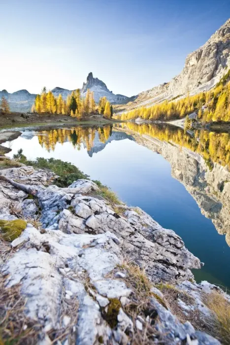 Framed Print : The peak of the Becco di Mezzodi, in the Dolomites, reflecting in the Federa lake, surrounded by yellow larches, Trentino-Alto Adige, Italy, Europe Framed Print : The peak of the Becco di Mezzodi, in the Dolomites, reflecting in the Federa lake, surrounded by yellow larches, Trentino-Alto Adige, Italy, Europe