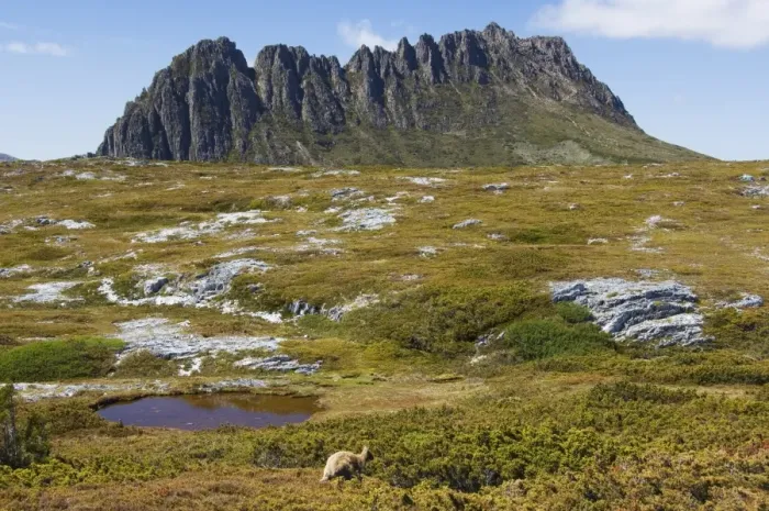 Framed Print : Peaks of Cradle Mountain, 1545m, on the Overland Track, Cradle Mountain Lake St Framed Print : Peaks of Cradle Mountain, 1545m, on the Overland Track, Cradle Mountain Lake St