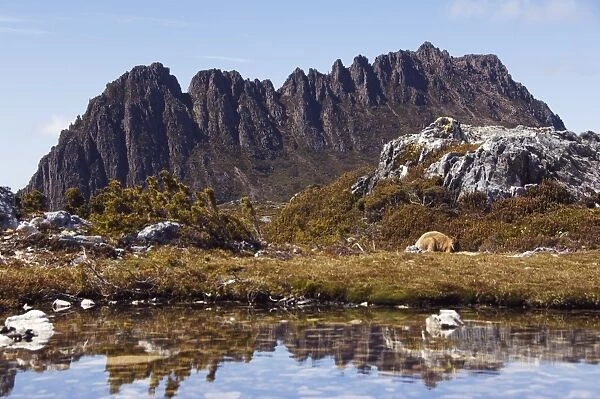 Peaks of Cradle Mountain, 1545m, reflected in tarn on the Overland Track