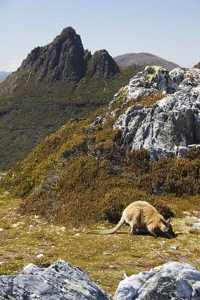 Peaks of Cradle Mountain, 1545m, and wallaby feeding on shrubs on the Overland Track