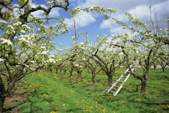 Framed Print : Pear blossom in orchard, Holt Fleet, Worcestershire, England, United Kingdom, Europe Framed Print : Pear blossom in orchard, Holt Fleet, Worcestershire, England, United Kingdom, Europe