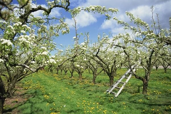 Pear blossom in orchard, Holt Fleet, Worcestershire, England, United Kingdom, Europe
