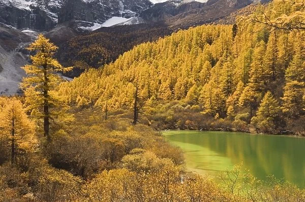 Pearl lake and larches, Yading Nature Reserve, Sichuan Province, China, Asia