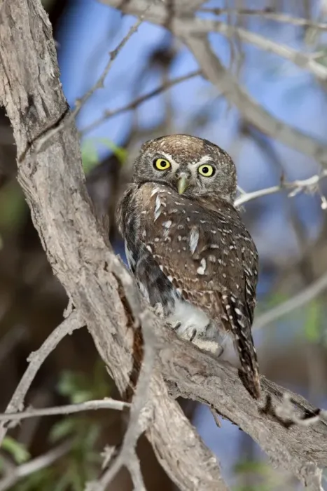 Framed Print : Pearl spotted owlet (Glaucidium perlatum), Kgalagadi Transfrontier Park Framed Print : Pearl spotted owlet (Glaucidium perlatum), Kgalagadi Transfrontier Park