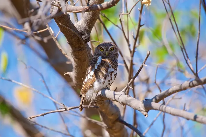Framed Print : Pearl spotted owlet, perched in a tree, Glaucidium perlatum, Chobe National Park, Botswana