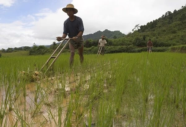 Peasants working in young rice paddies with wooden tools, near village of Mindhaik