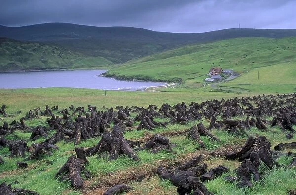 Peat drying, near Swinister, with Ronas Voe on left, Northmavine, Shetland Islands