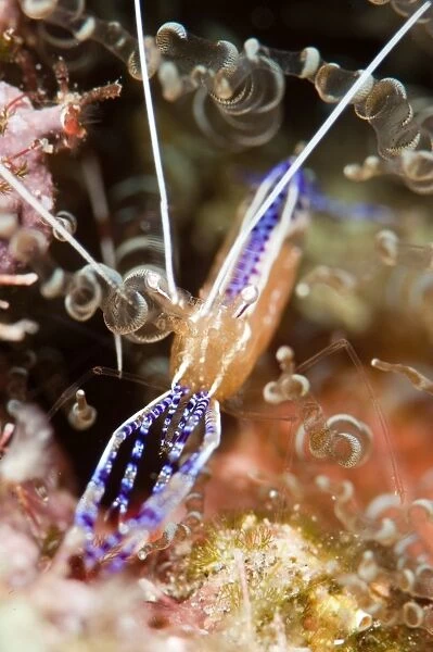 Pederson cleaner shrimp (Periclimenes pedersoni), Dominica, West Indies, Caribbean, Central America