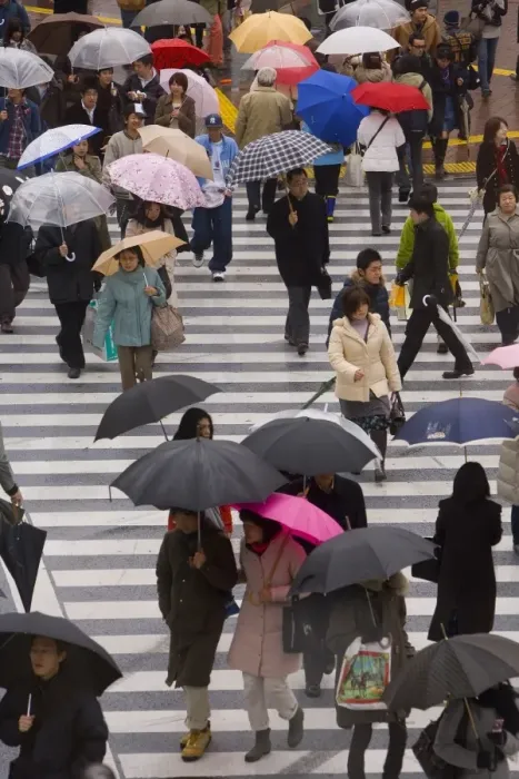 Framed Print : Pedestrians crossing a busy intersection with umbrellas Framed Print : Pedestrians crossing a busy intersection with umbrellas