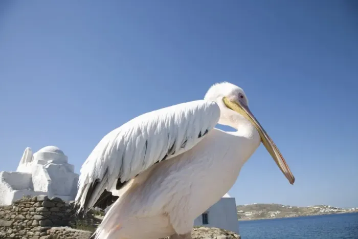 Framed Print : Pelican, Chora Framed Print : Pelican, Chora