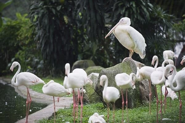 Pelican and flamingos, KL Bird Park, Kuala Lumpur, Malaysia, Southeast Asia, Asia