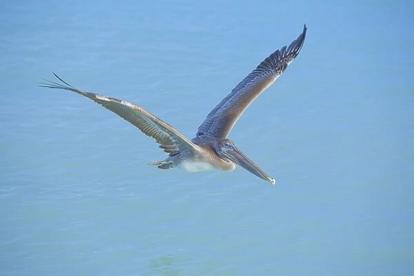 Pelican flying over sea, Key West, Florida, United States of America, North America