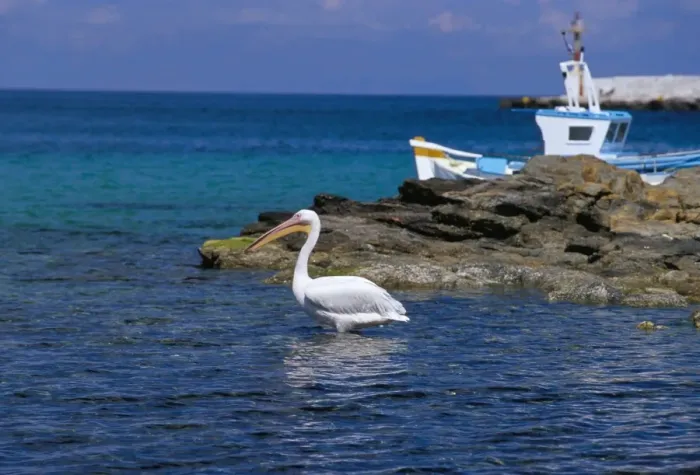 Framed Print : Pelican in Mykonos harbour Framed Print : Pelican in Mykonos harbour