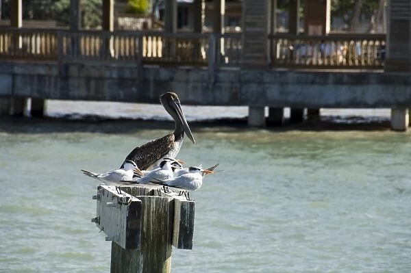 Pelican and sea birds on post