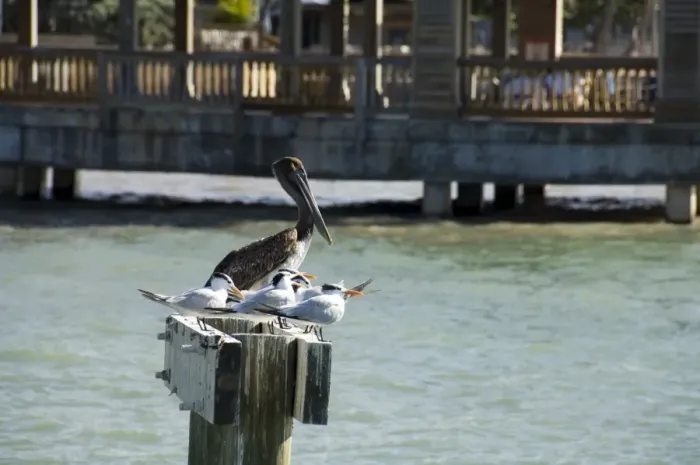 Framed Print : Pelican and sea birds on post Framed Print : Pelican and sea birds on post