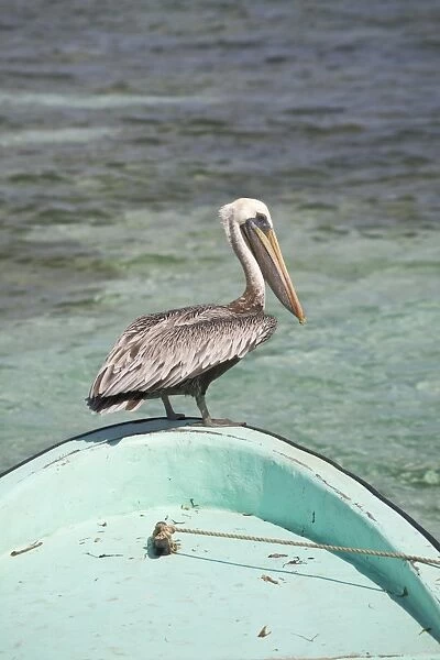 Pelican, Tobaco Caye, Belize, Central America