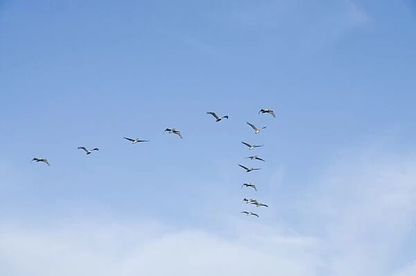 Pelicans in flight, Sanibel Island, Gulf Coast, Florida, United States of America
