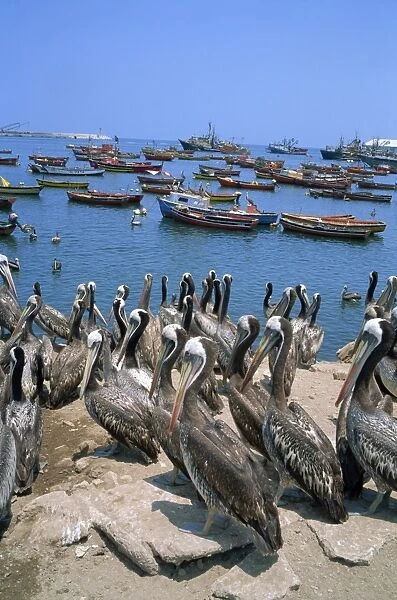 Pelicans by the harbour, Arica, Chile, South America