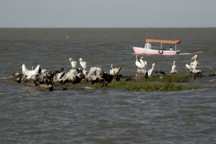 Framed Print : Pelicans, Lake Tana, Ethiopia, Africa Framed Print : Pelicans, Lake Tana, Ethiopia, Africa