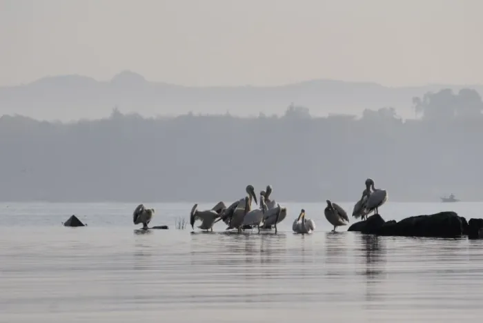 Framed Print : Pelicans, Lake Tana, Ethiopia, Africa Framed Print : Pelicans, Lake Tana, Ethiopia, Africa